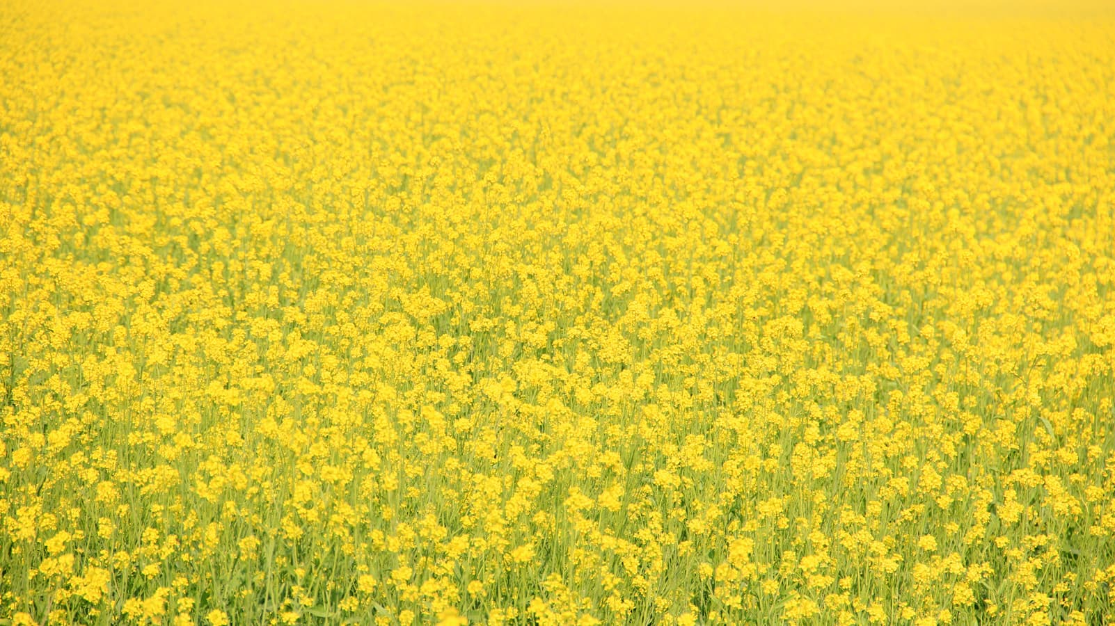 Vasant Panchami